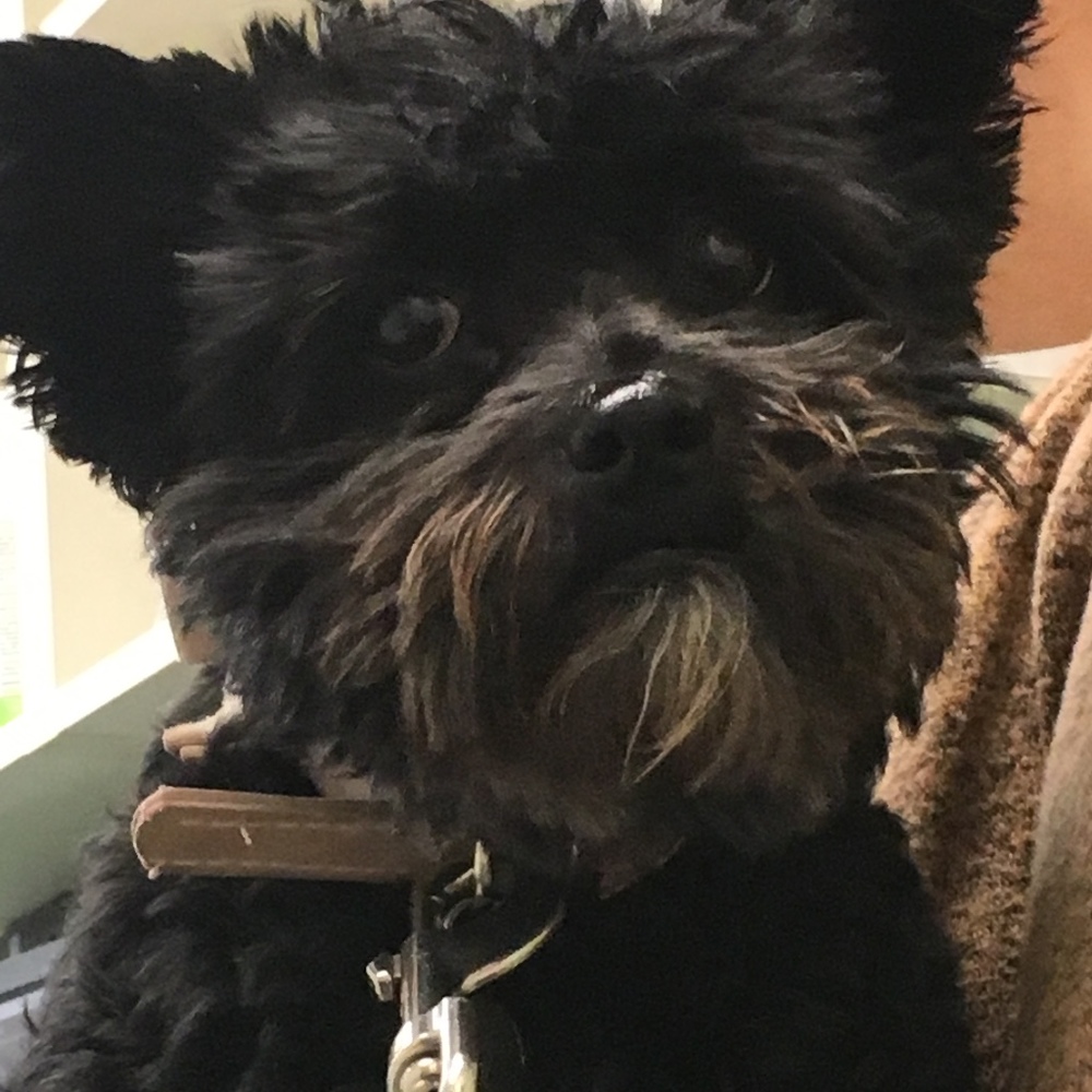Meet your Posher, Maggie